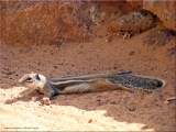<h5>Blickfang</h5><p>"Fellhörnchen" auf Fuerteventura 2018</p>